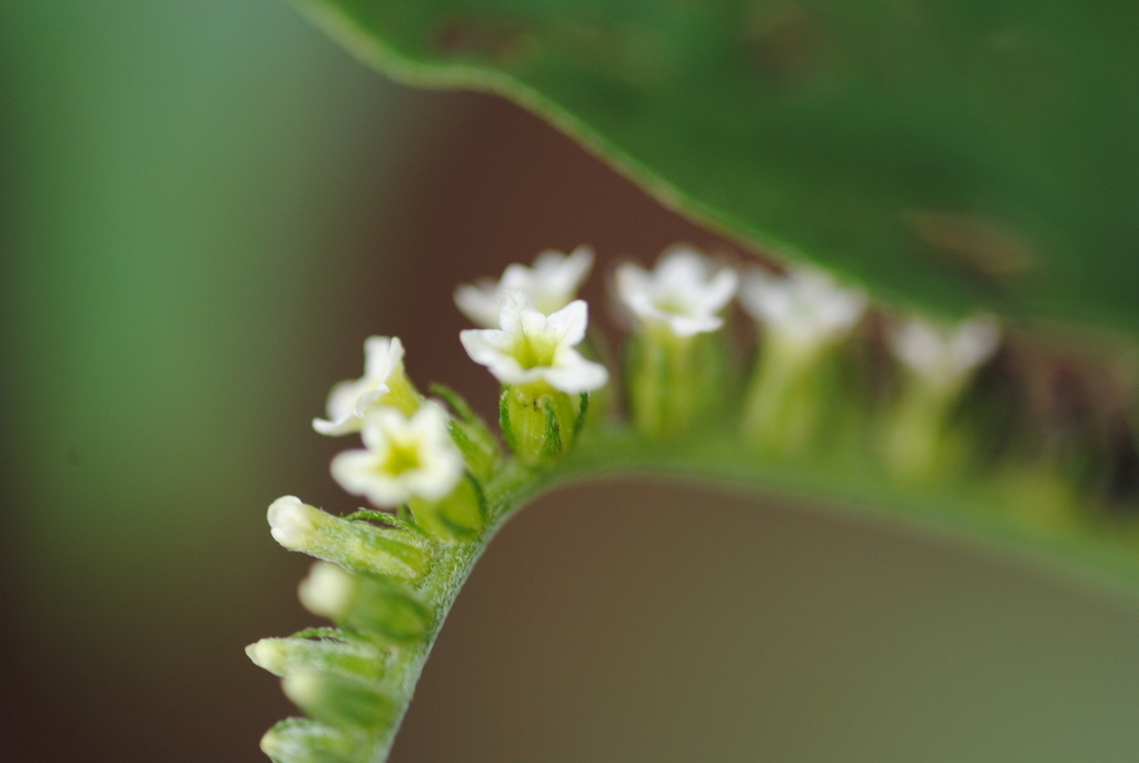 Heliotropium transalpinum (Heliotropium transalpinum)