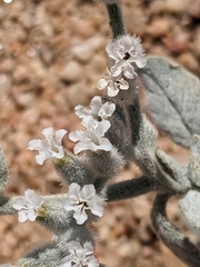 Heliotropium tubulosum (Heliotropium tubulosum)