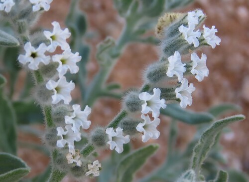 Heliotropium tubulosum (Heliotropium tubulosum)