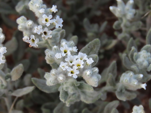 Heliotropium tubulosum (Heliotropium tubulosum)