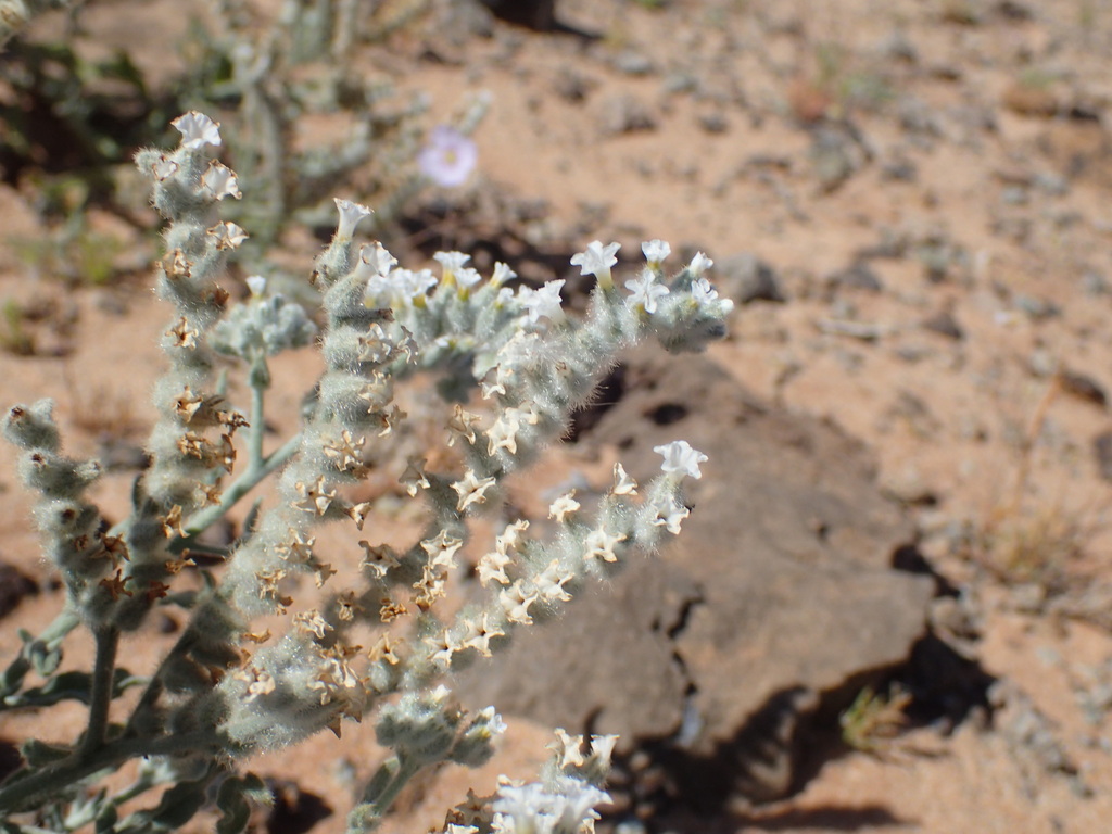 Heliotropium tubulosum (Heliotropium tubulosum)