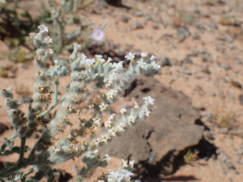 Heliotropium tubulosum (Heliotropium tubulosum)