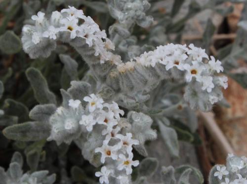 Heliotropium tubulosum (Heliotropium tubulosum)