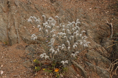 Heliotropium tubulosum (Heliotropium tubulosum)