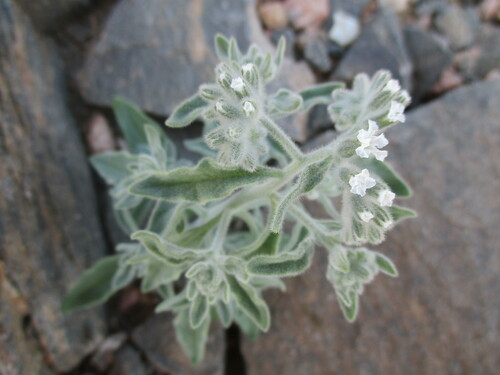 Heliotropium tubulosum (Heliotropium tubulosum)