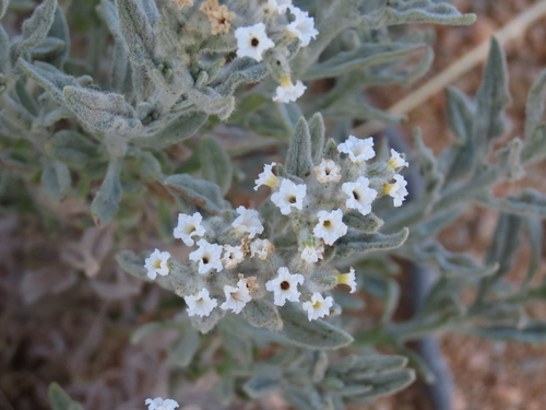 Heliotropium tubulosum (Heliotropium tubulosum)