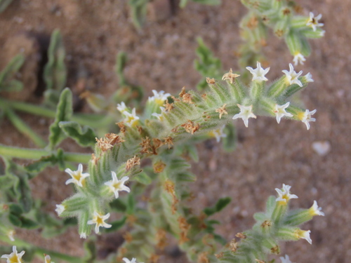 Heliotropium tubulosum (Heliotropium tubulosum)
