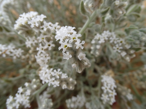 Heliotropium tubulosum (Heliotropium tubulosum)