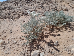 Heliotropium tubulosum (Heliotropium tubulosum)