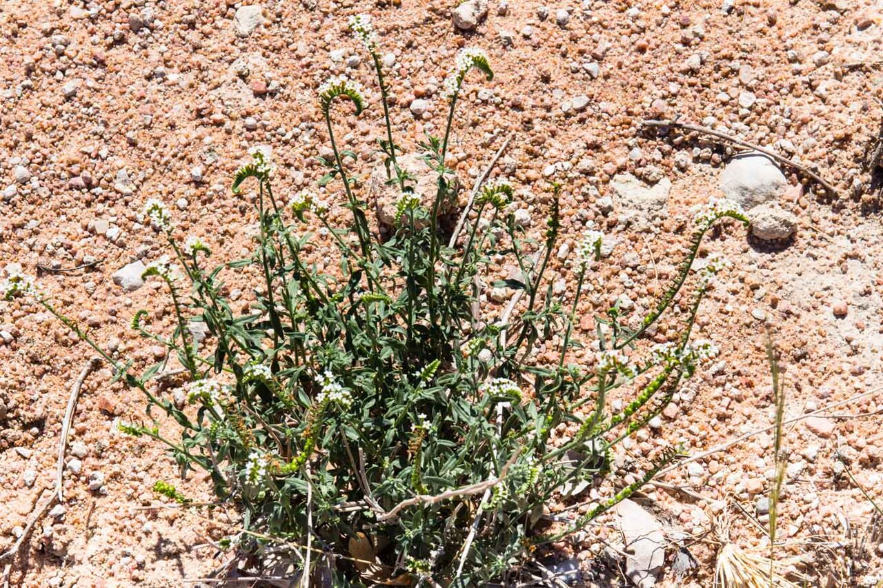 Heliotropium tubulosum: Heliotropium tubulosum -1720