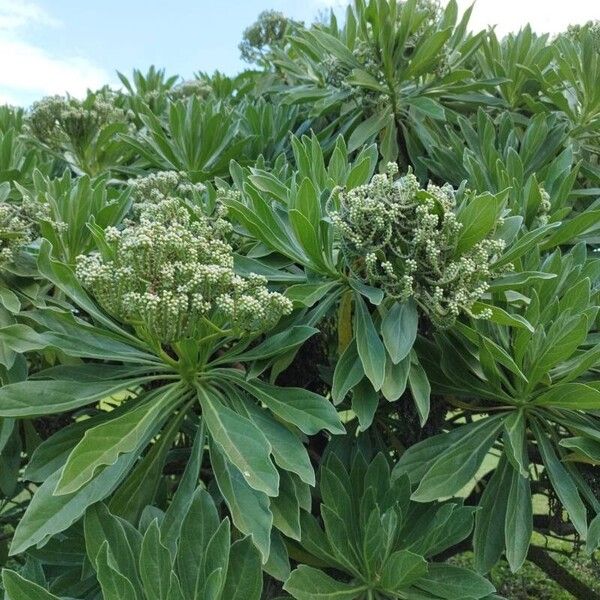 Heliotropium velutinum (Heliotropium velutinum)
