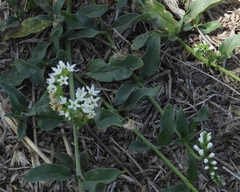 Heliotropium veronicifolium (Heliotropium veronicifolium)