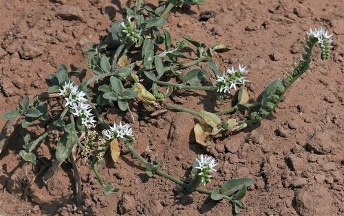 Heliotropium veronicifolium (Heliotropium veronicifolium)