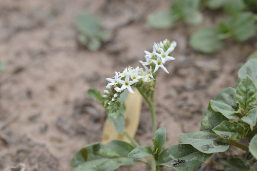 Heliotropium veronicifolium (Heliotropium veronicifolium)
