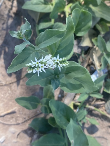 Heliotropium veronicifolium (Heliotropium veronicifolium)