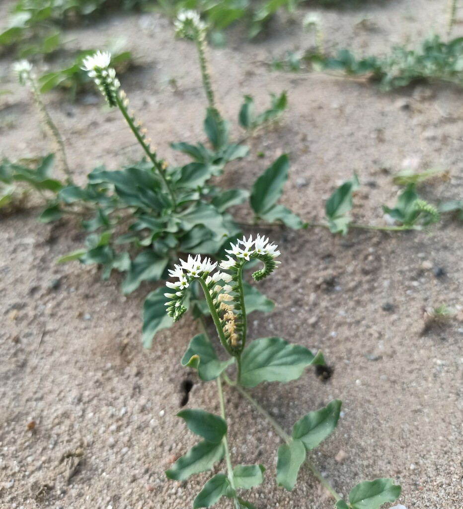 Heliotropium veronicifolium (Heliotropium veronicifolium)