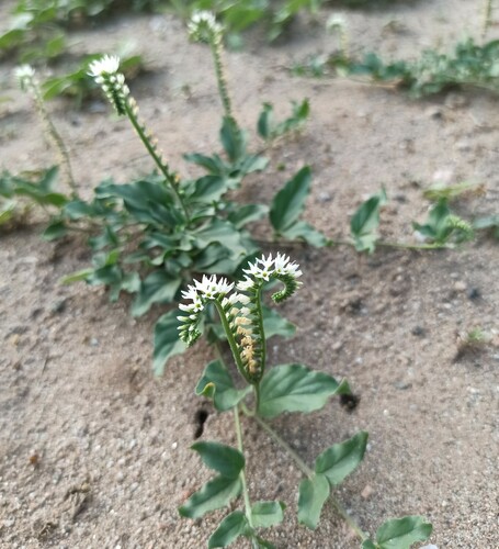 Heliotropium veronicifolium (Heliotropium veronicifolium)