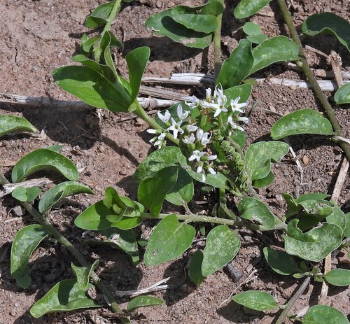 Heliotropium veronicifolium (Heliotropium veronicifolium)