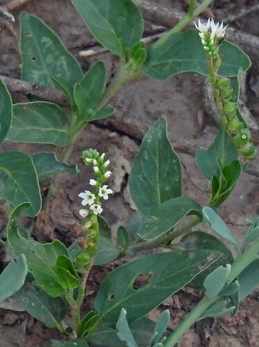 Heliotropium veronicifolium (Heliotropium veronicifolium)