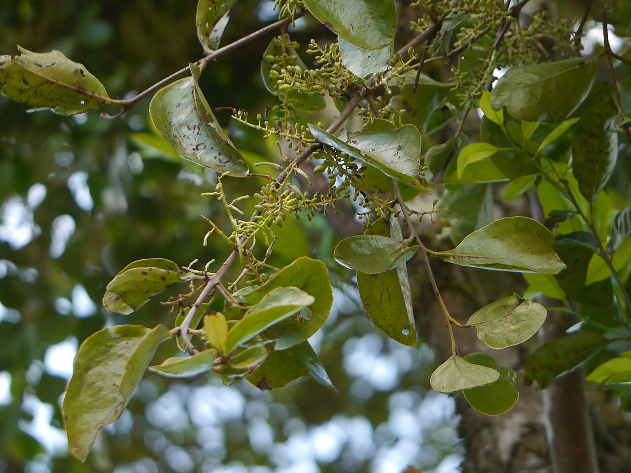 Helixanthera obtusata: ¿ Helixanthera obtusata ?