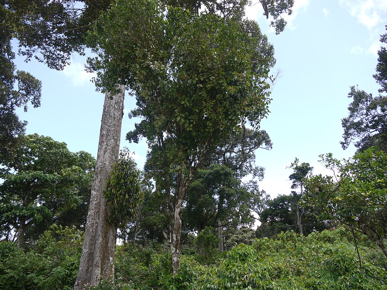 Helixanthera obtusata: ¿ Helixanthera obtusata ? on some host tree
