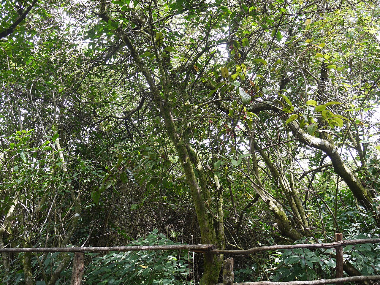 Helixanthera obtusata: ... host tree of Helixanthera obtusata