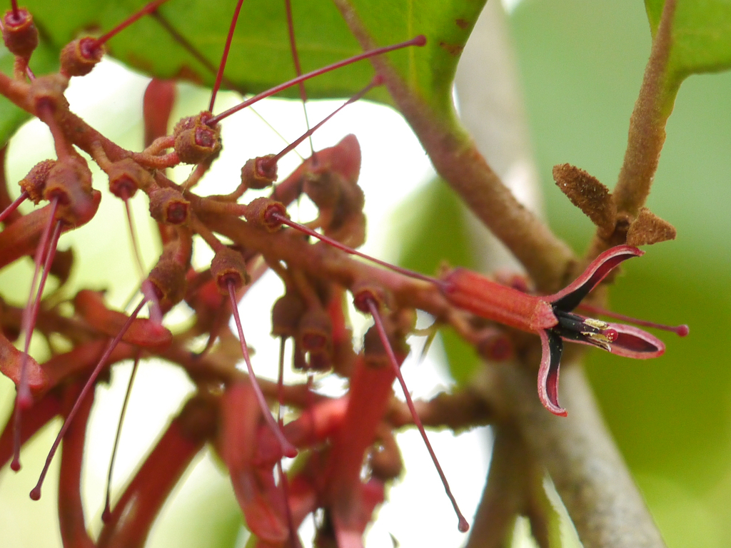 Helixanthera obtusata (Helixanthera obtusata)
