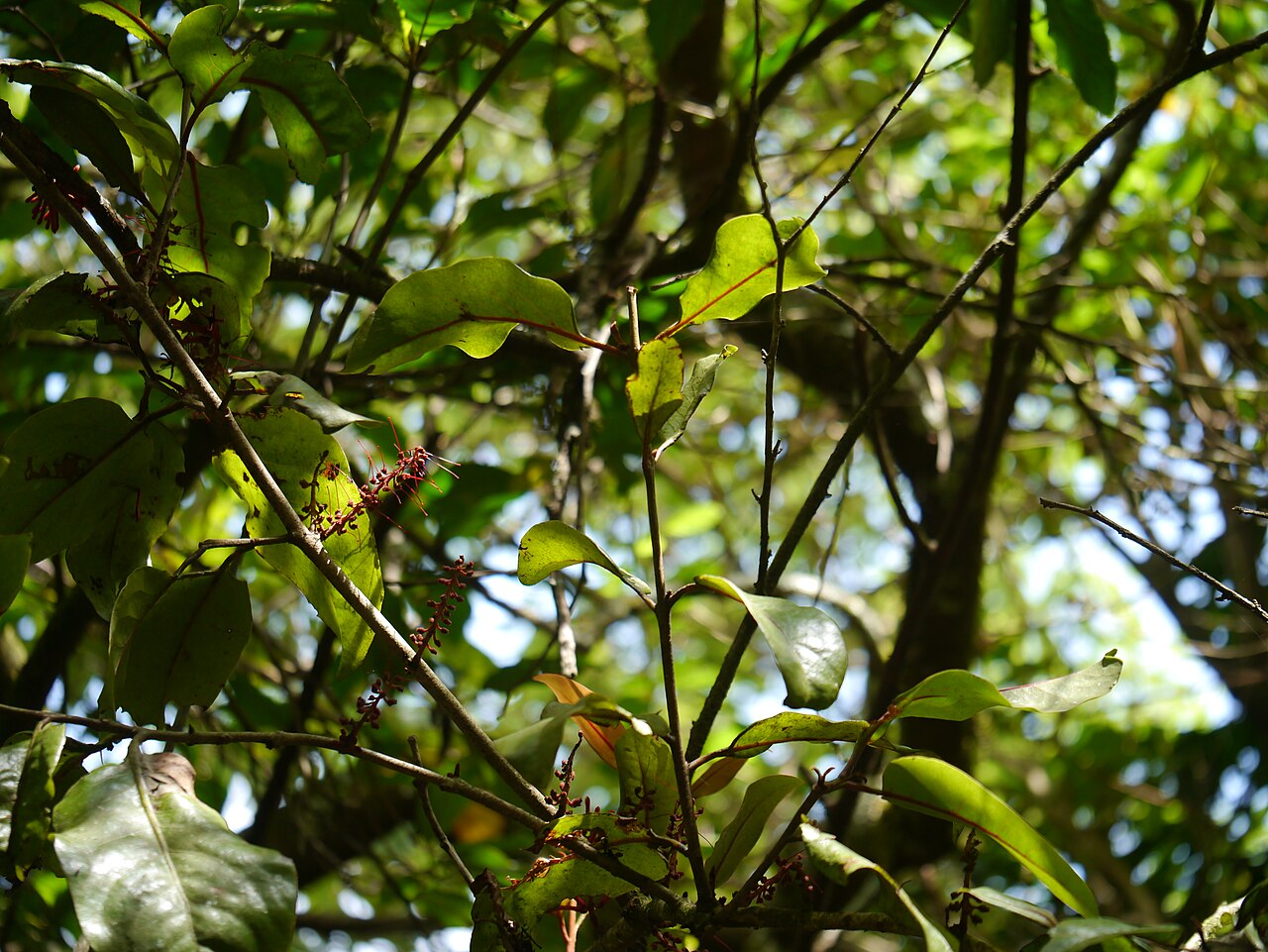 Helixanthera obtusata: Loranthaceae (mistletoe family) » Helixanthera obtusatus (Wall.) Danser ¿ hee-lick-ZAN-ther-uh ? -- Greek: helix (winding around), anthera (anther) ... Dave's B