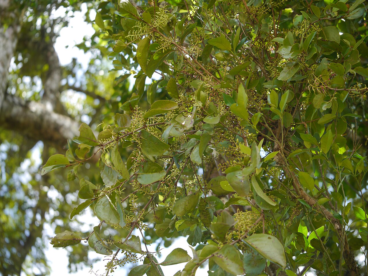 Helixanthera obtusata: ¿ Helixanthera obtusata ?