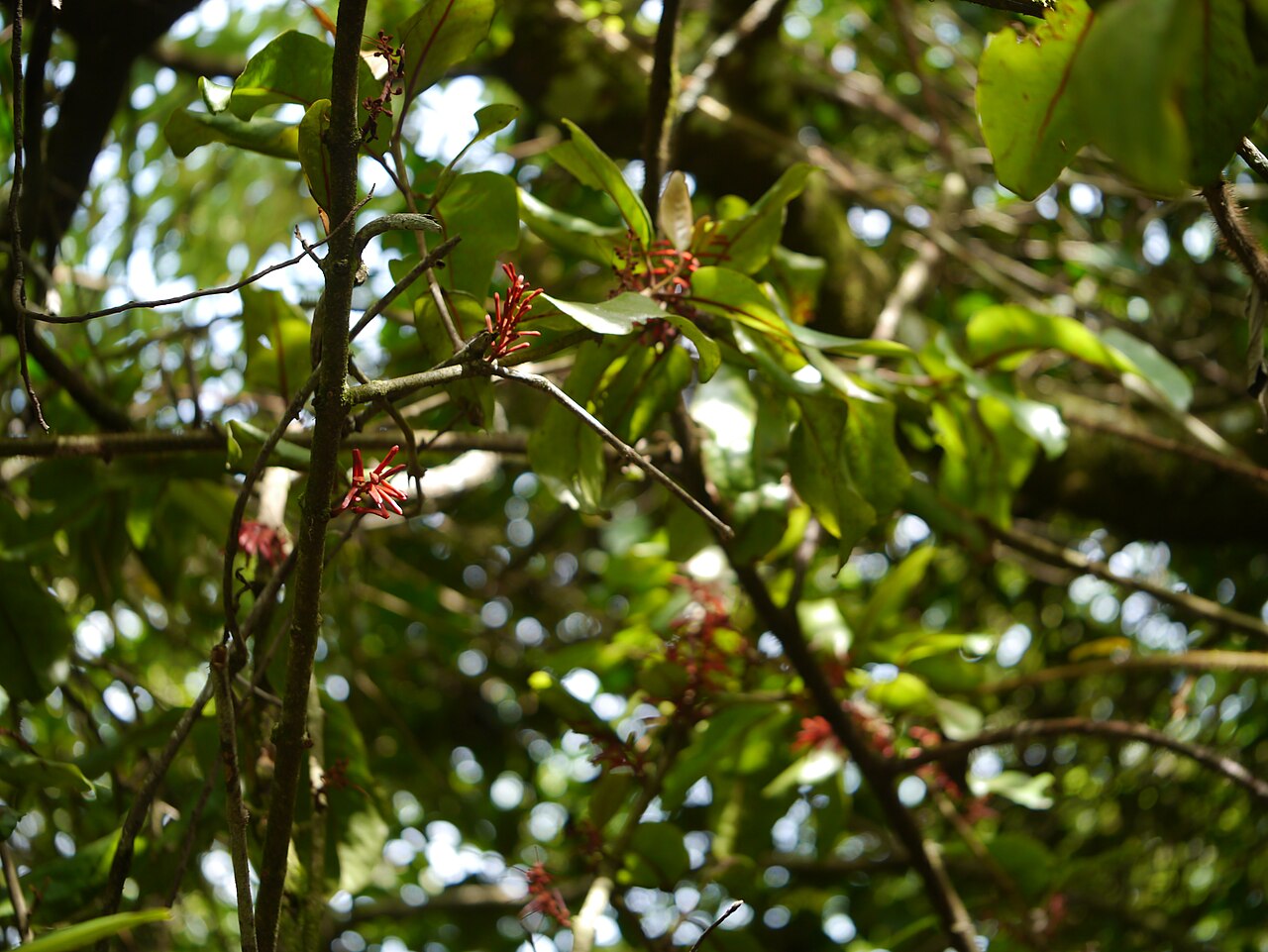 Helixanthera obtusata: Loranthaceae (mistletoe family) » Helixanthera obtusatus (Wall.) Danser ¿ hee-lick-ZAN-ther-uh ? -- Greek: helix (winding around), anthera (anther) ... Dave's B