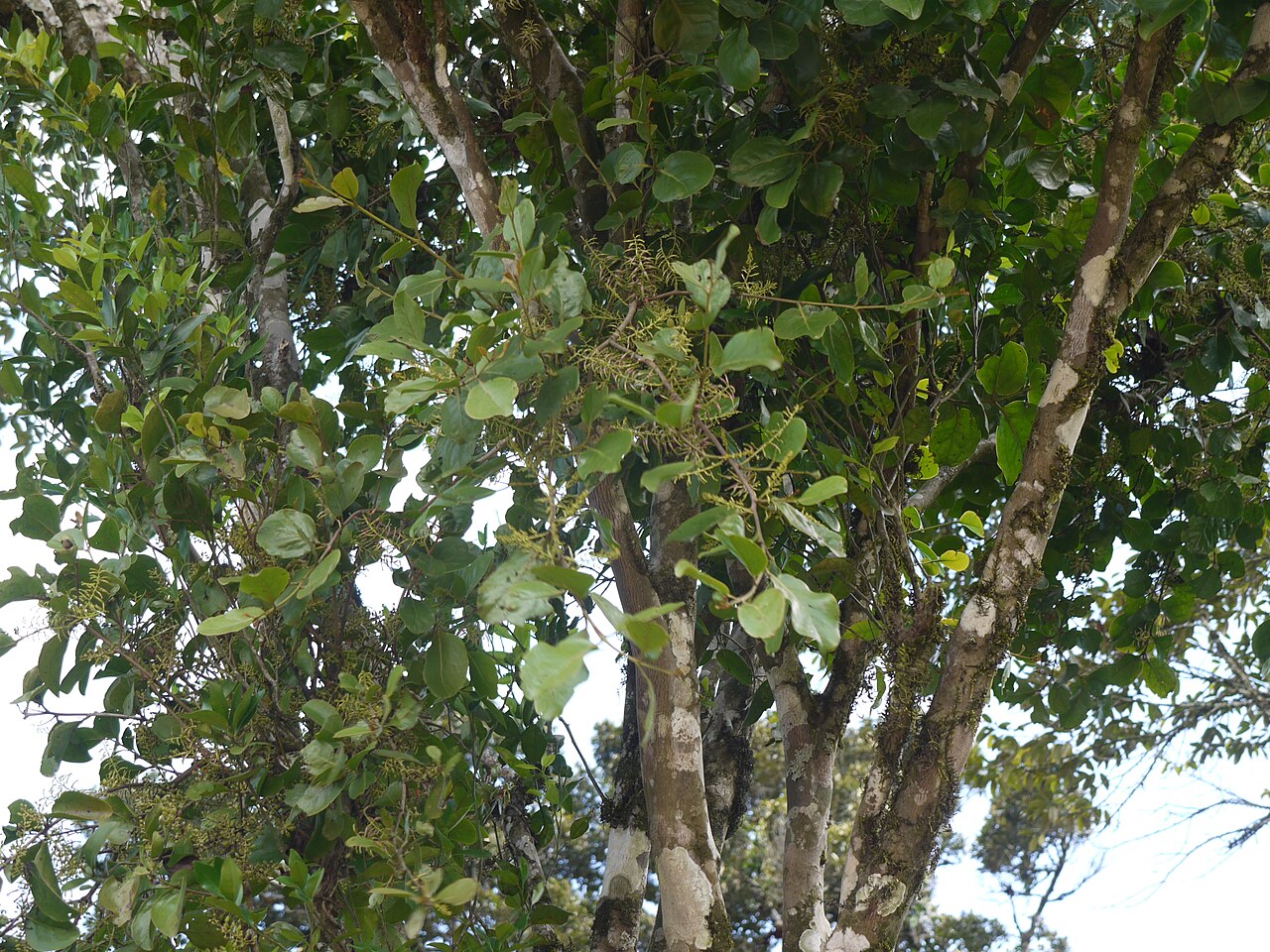 Helixanthera obtusata: ¿ Helixanthera obtusata ?