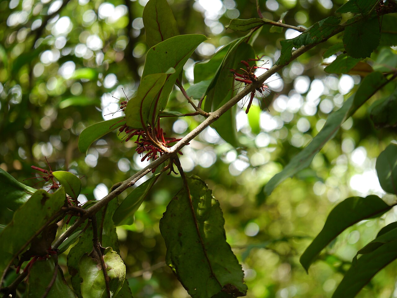 Helixanthera obtusata: Loranthaceae (mistletoe family) » Helixanthera obtusatus (Wall.) Danser ¿ hee-lick-ZAN-ther-uh ? -- Greek: helix (winding around), anthera (anther) ... Dave's B