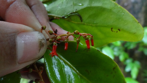 Helixanthera wallichiana (Helixanthera wallichiana)