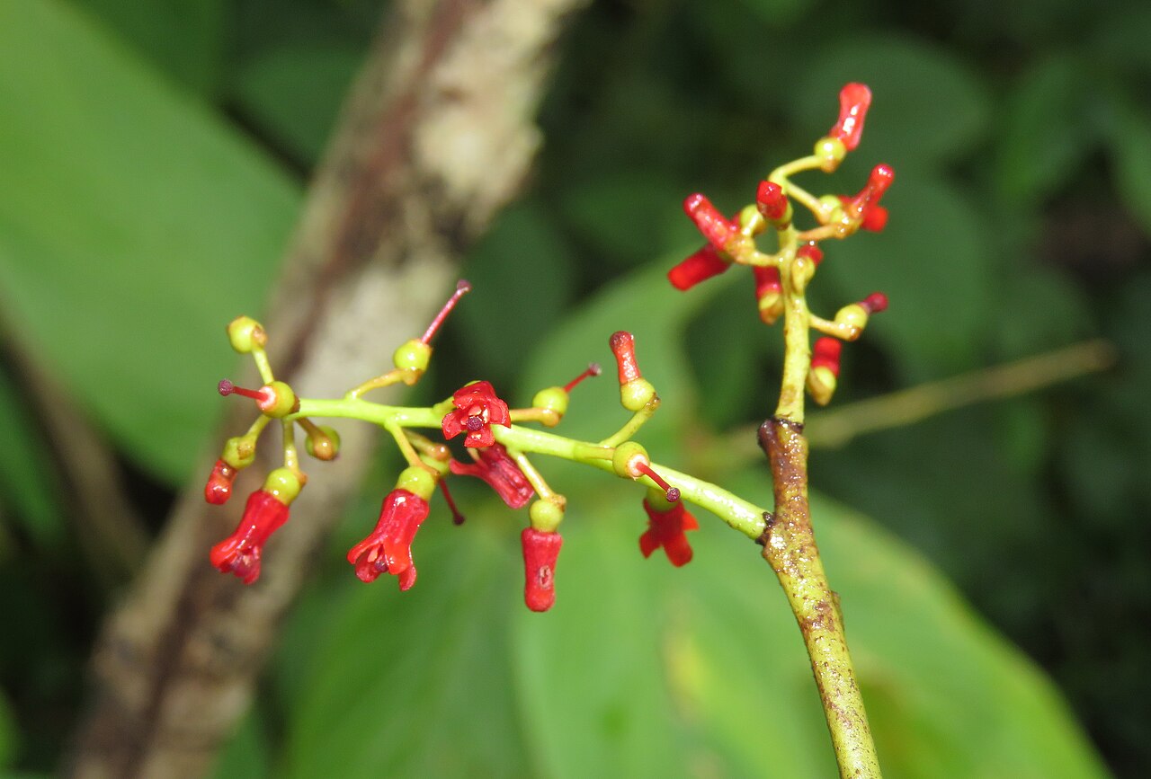 Helixanthera wallichiana: Photos by Vinayaraj