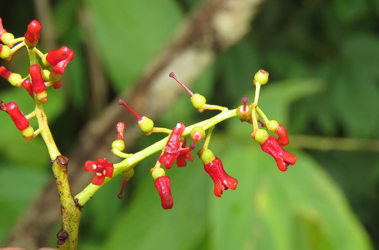 Helixanthera wallichiana: Photos by Vinayaraj