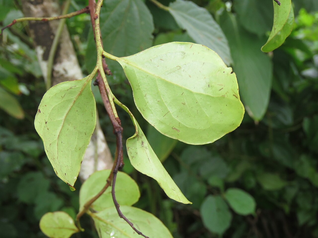 Helixanthera wallichiana: Photos by Vinayaraj