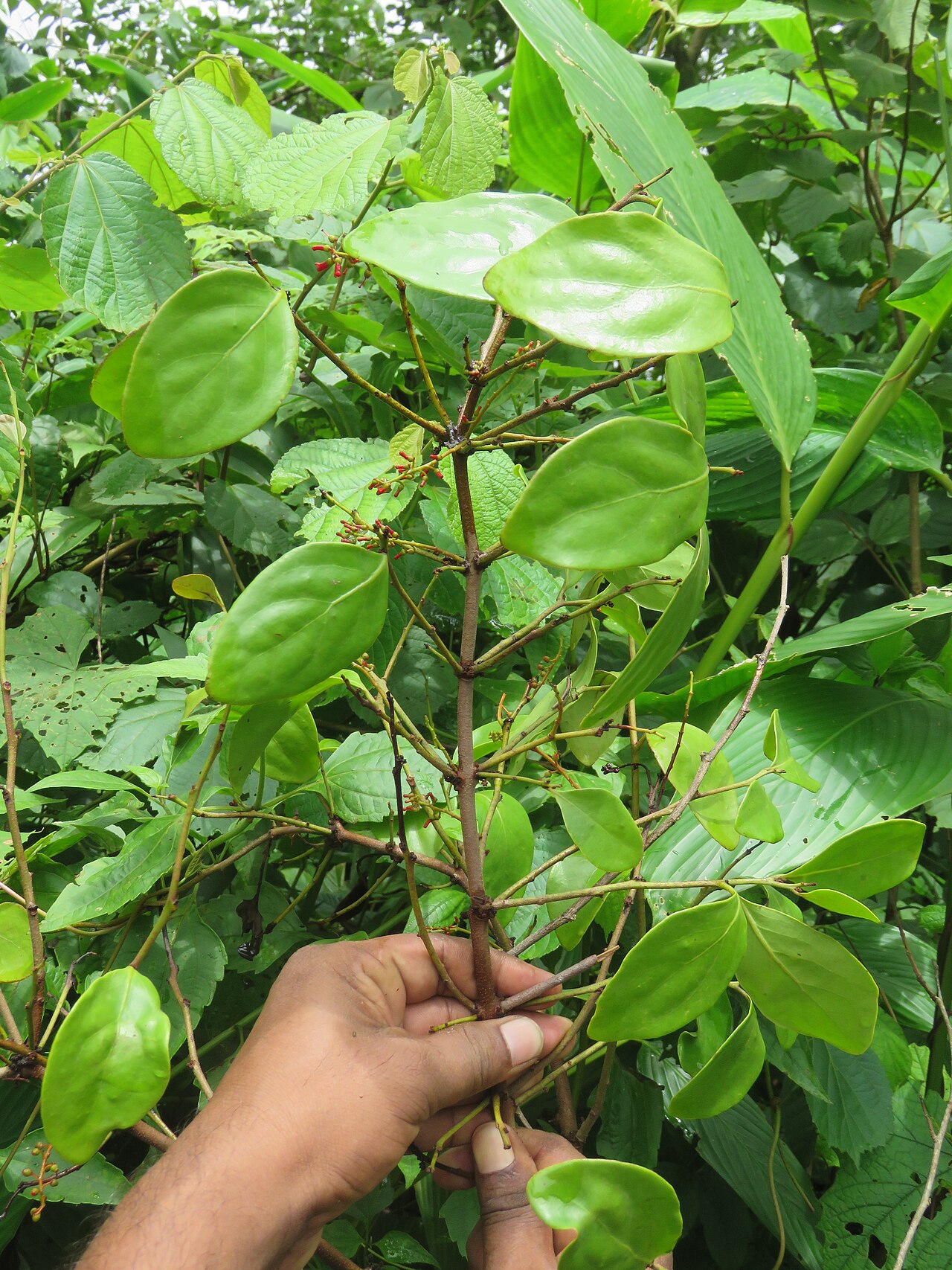 Helixanthera wallichiana: Photos by Vinayaraj