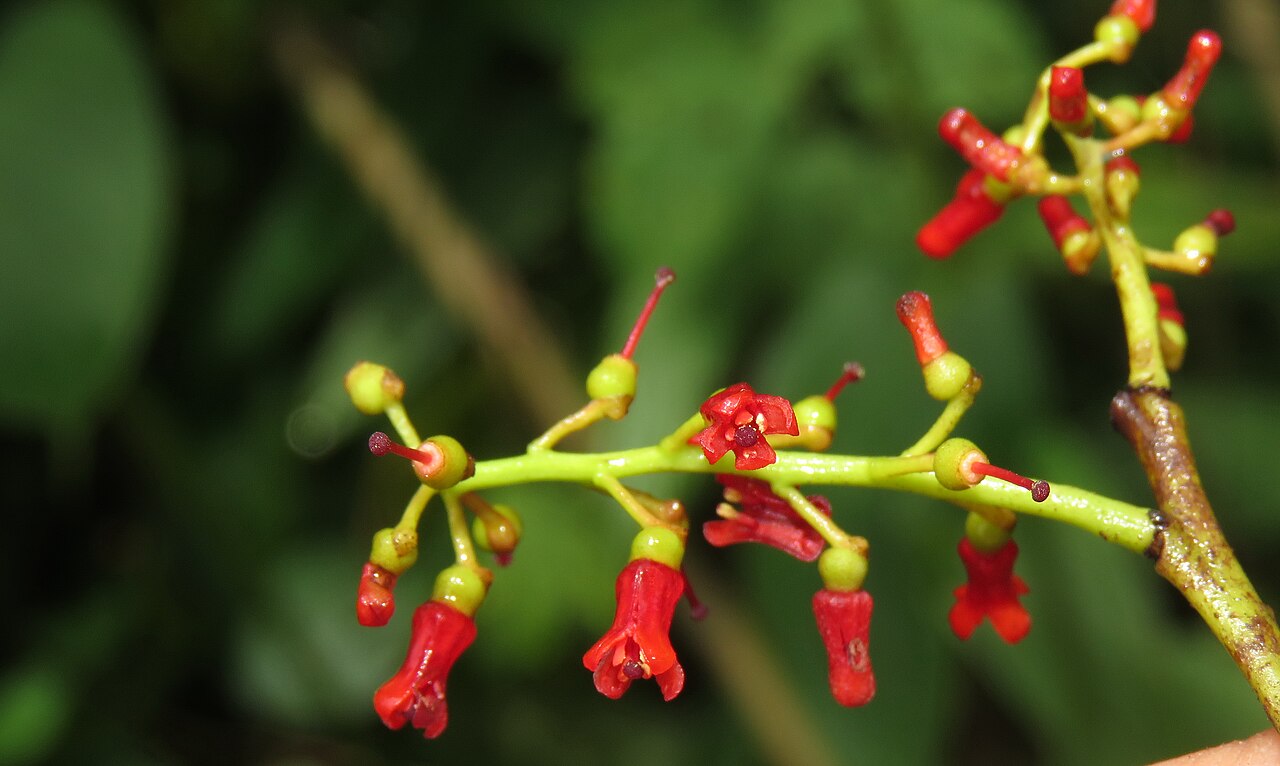 Helixanthera wallichiana: Photos by Vinayaraj