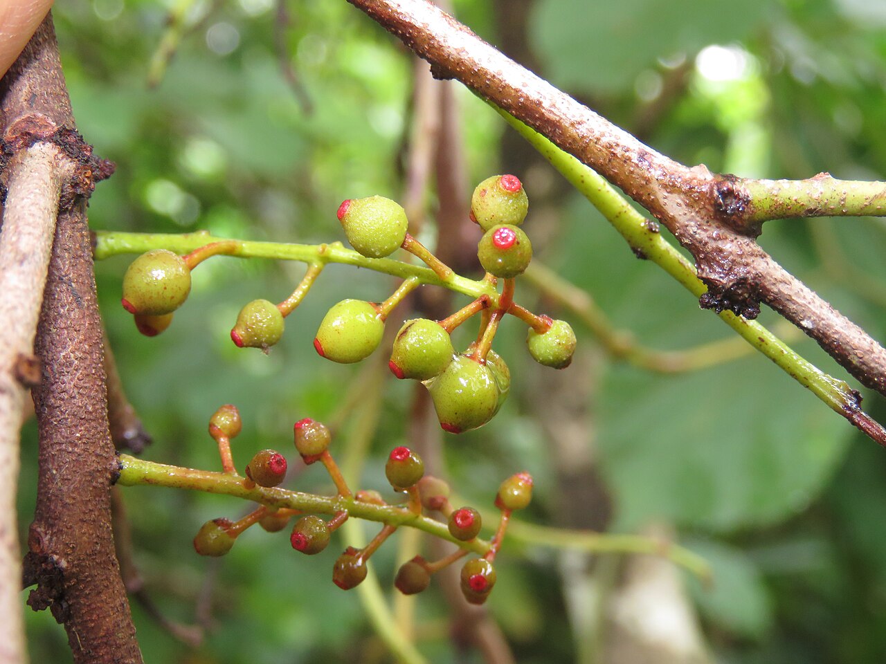 Helixanthera wallichiana: Photos by Vinayaraj