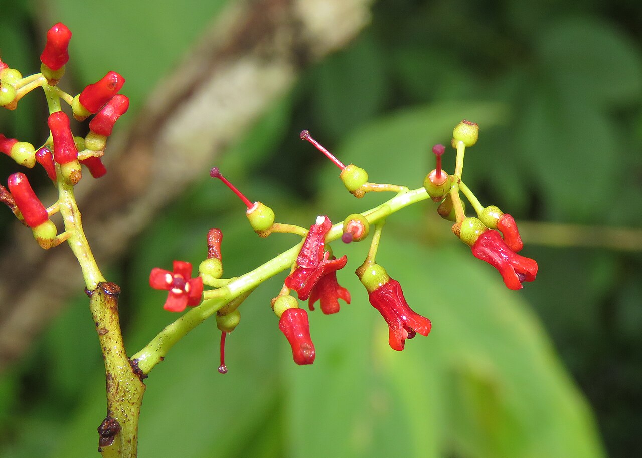 Helixanthera wallichiana: Photos by Vinayaraj