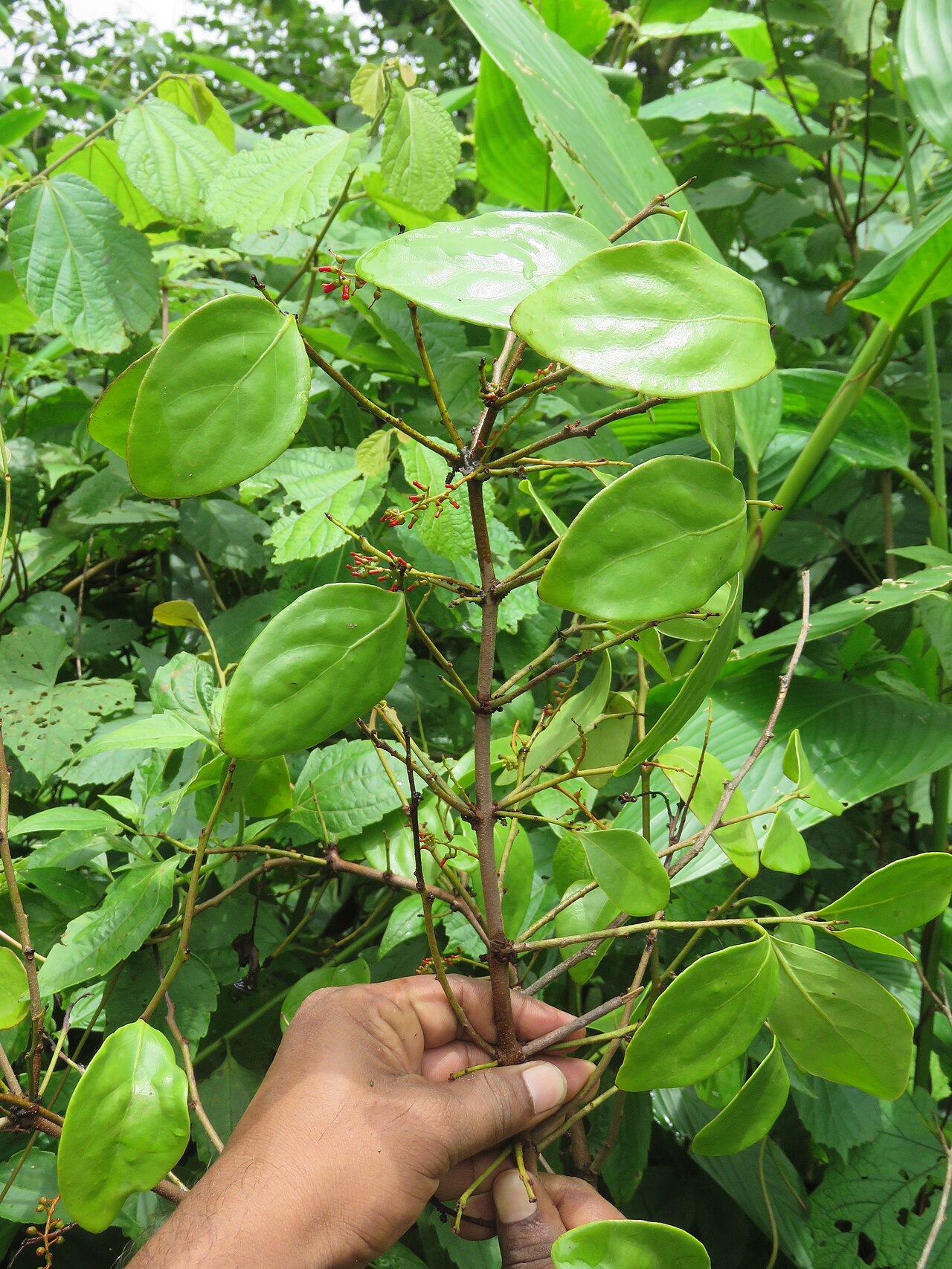 Helixanthera wallichiana: Photos by Vinayaraj