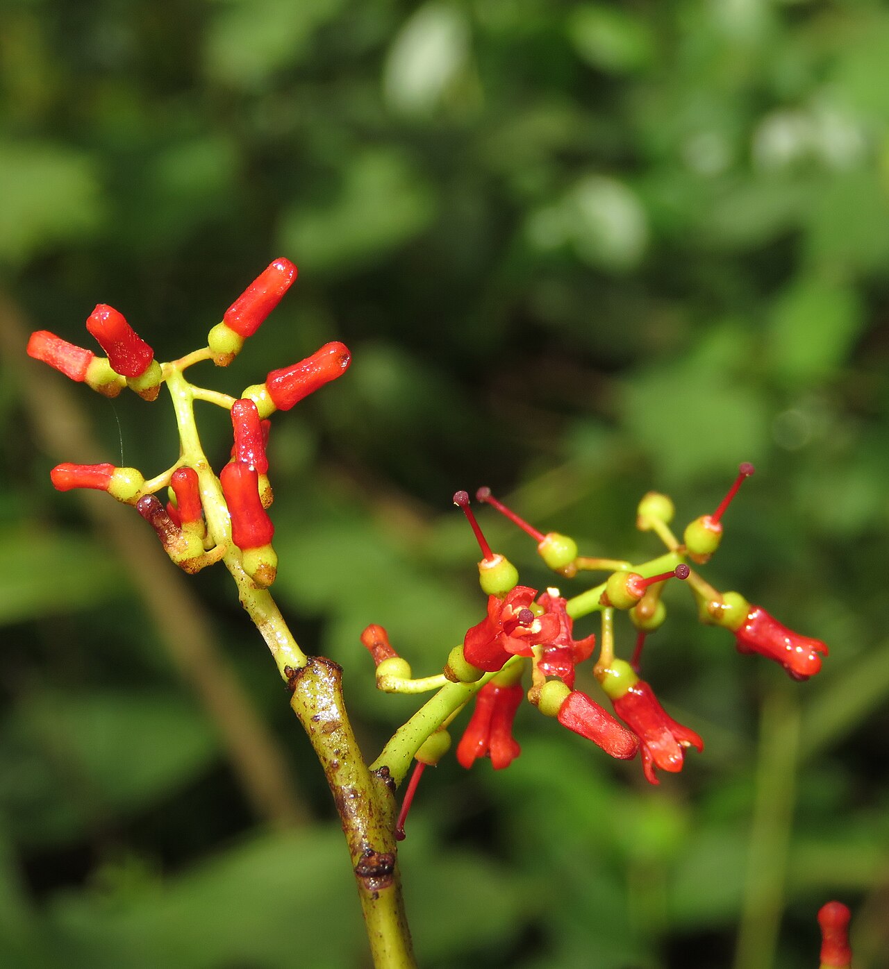 Helixanthera wallichiana: Photos by Vinayaraj