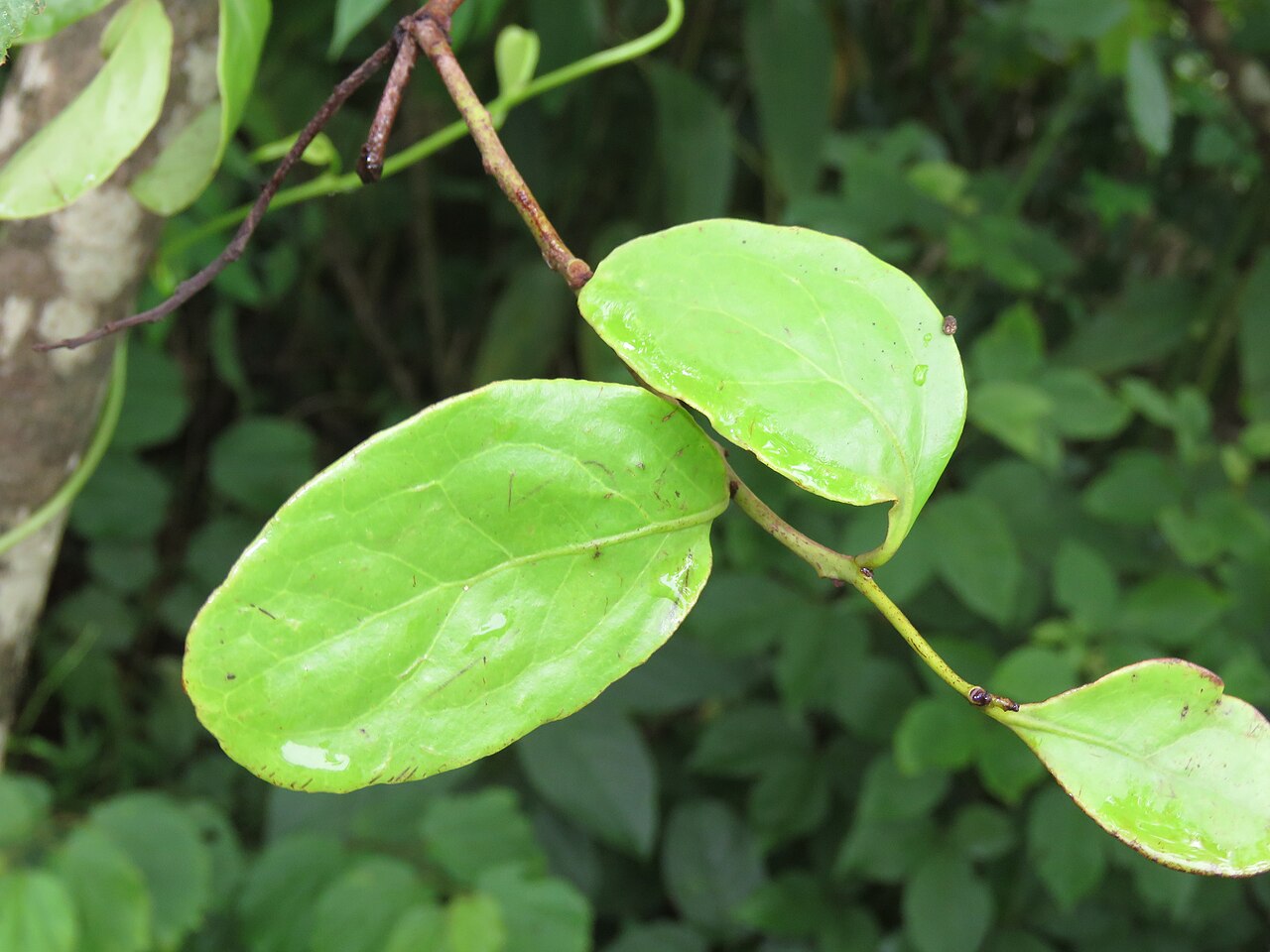 Helixanthera wallichiana: Photos by Vinayaraj