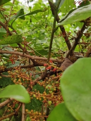 Helixanthera wallichiana (Helixanthera wallichiana)