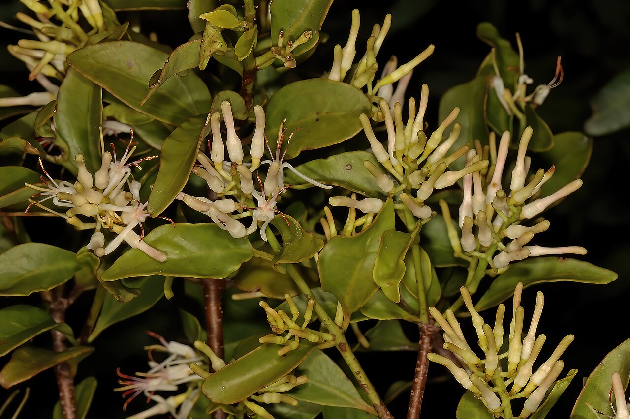 Helixanthera woodii: Helixanthera woodii , flowers; parasitic shrub, forest margin, Oribi Flats (Whistling Pines), southern KwaZulu-Natal, South Africa