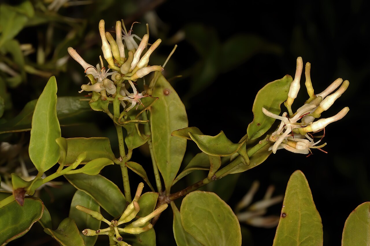 Helixanthera woodii: Helixanthera woodii , flowers; parasitic shrub, forest margin, Oribi Flats (Whistling Pines), southern KwaZulu-Natal, South Africa