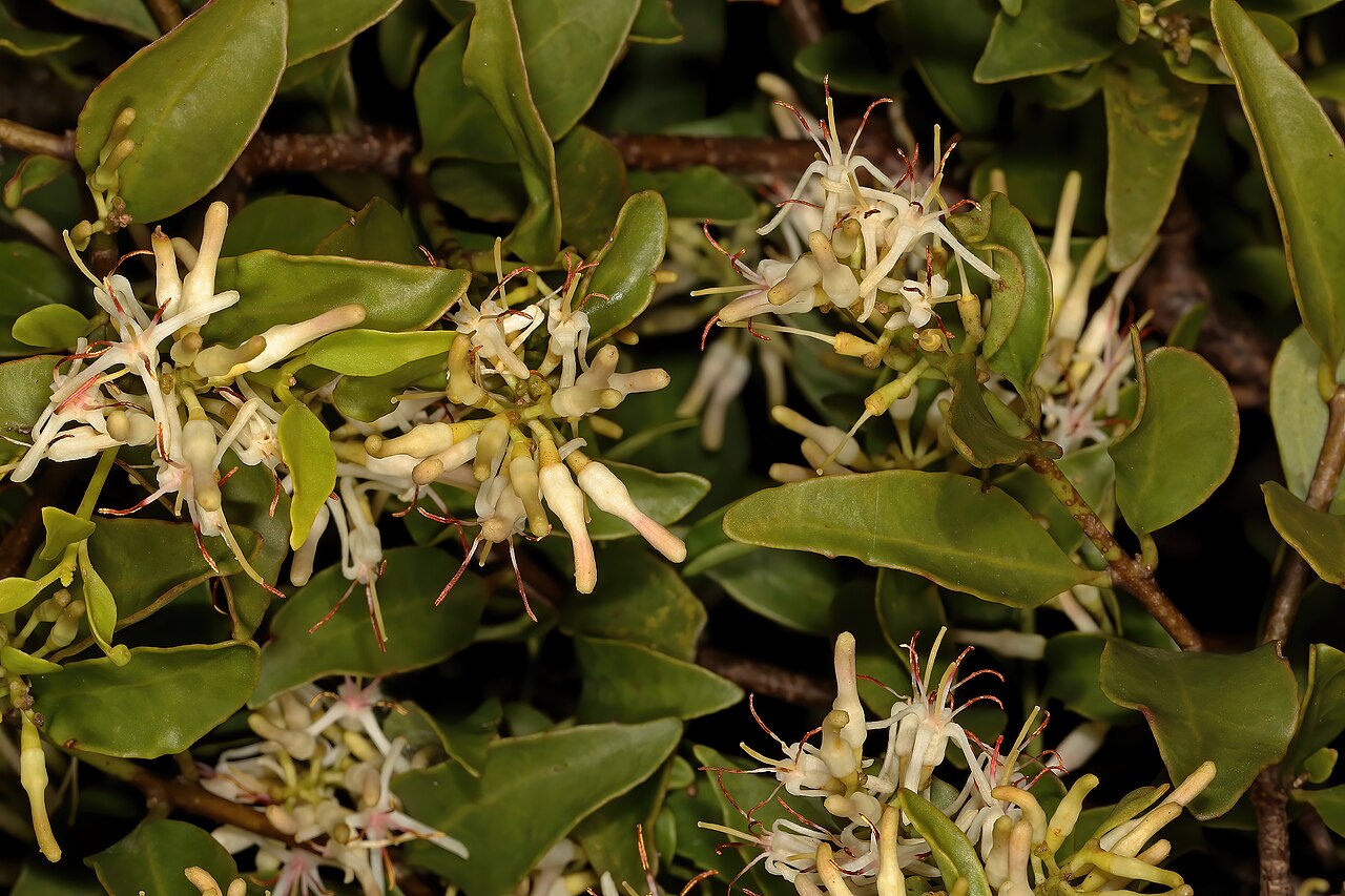 Helixanthera woodii: Helixanthera woodii , flowers; parasitic shrub, forest margin, Oribi Flats (Whistling Pines), southern KwaZulu-Natal, South Africa
