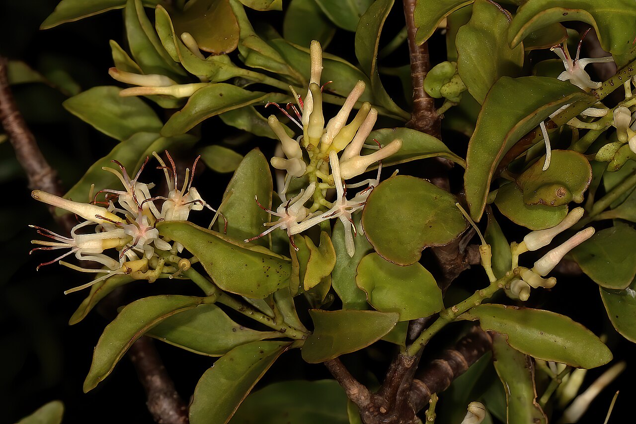 Helixanthera woodii: Helixanthera woodii , flowers; parasitic shrub, forest margin, Oribi Flats (Whistling Pines), southern KwaZulu-Natal, South Africa