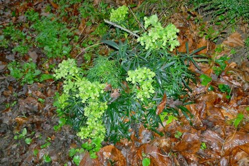 Dungwort