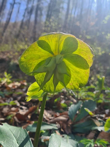 Black hellebore (Helleborus niger)